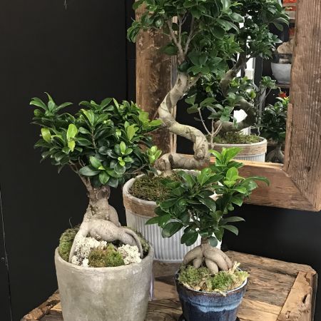 Le bonsaï Ficus