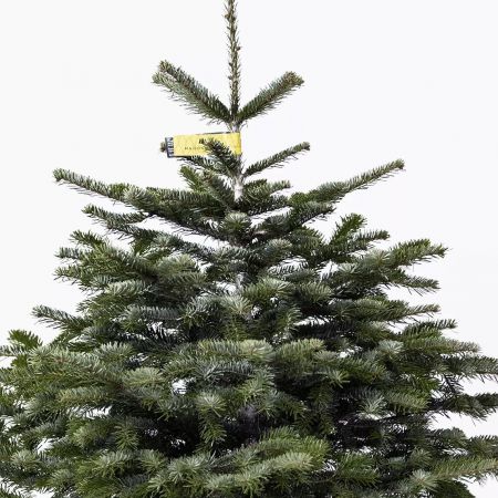 Le sapin de Noël Nordmann