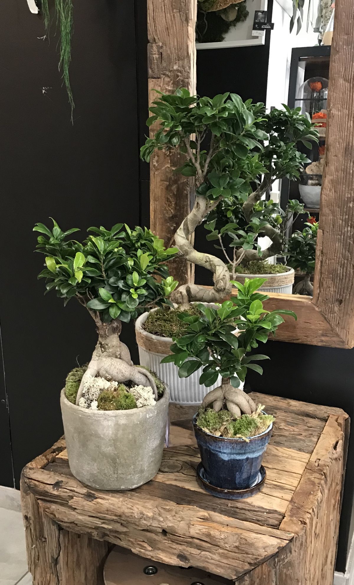 Le bonsaï Ficus